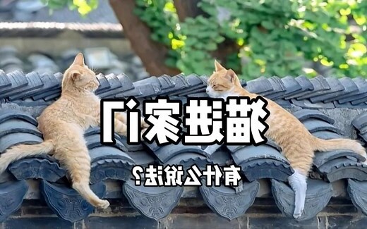 猫进家门 意思